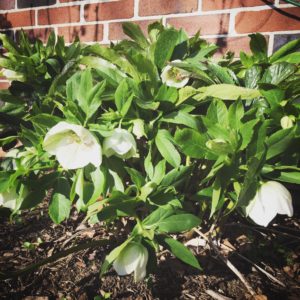 Fully Human Lenten Flower