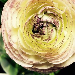 ranunculus1