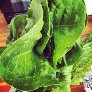 my-lettuce