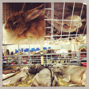 farmshow-cuties