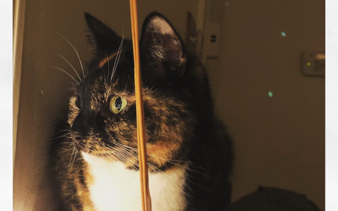 Ellie Window Purpose is Here