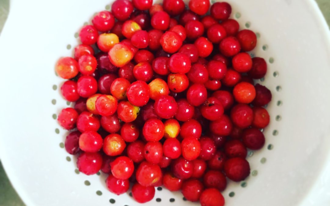 Summer Heart Cherries